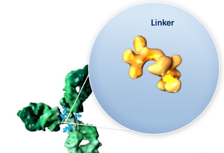ADC/PDC linker開(kāi)發(fā)
